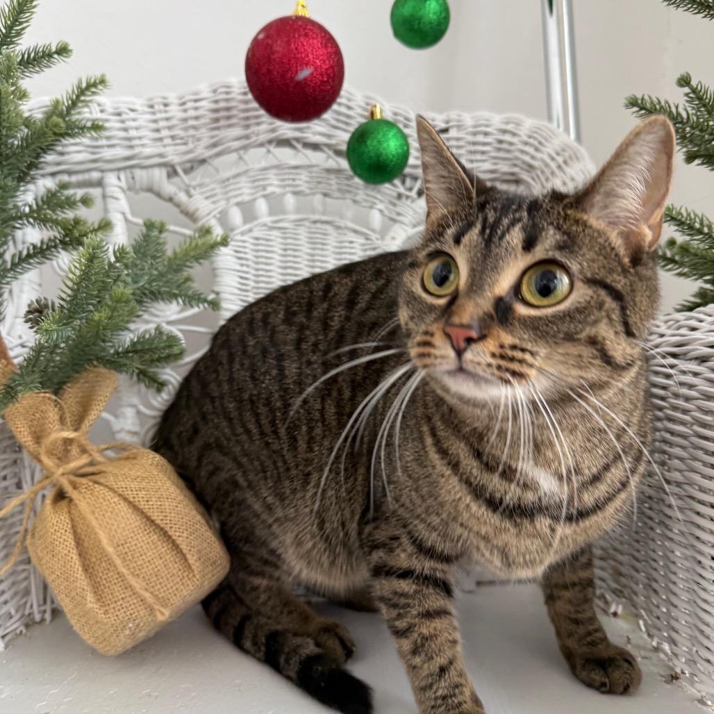 Enlarge Chippy Tiny Treats 8938, a Adoptable Domestic Short Hair in Eaton Rapids, MI image 4/6