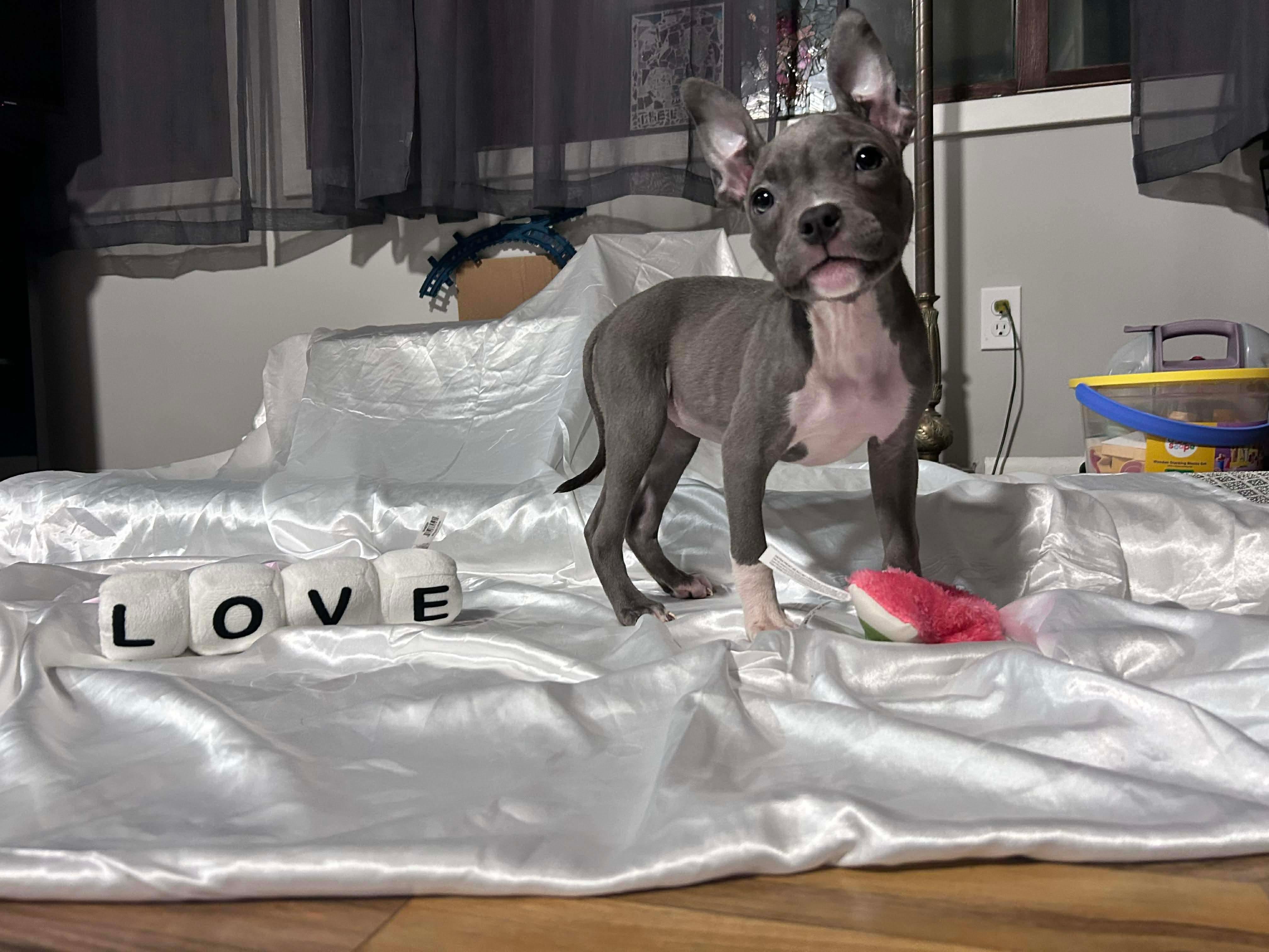 Amora, Adoptable, Puppy Female Pit Bull Terrier.