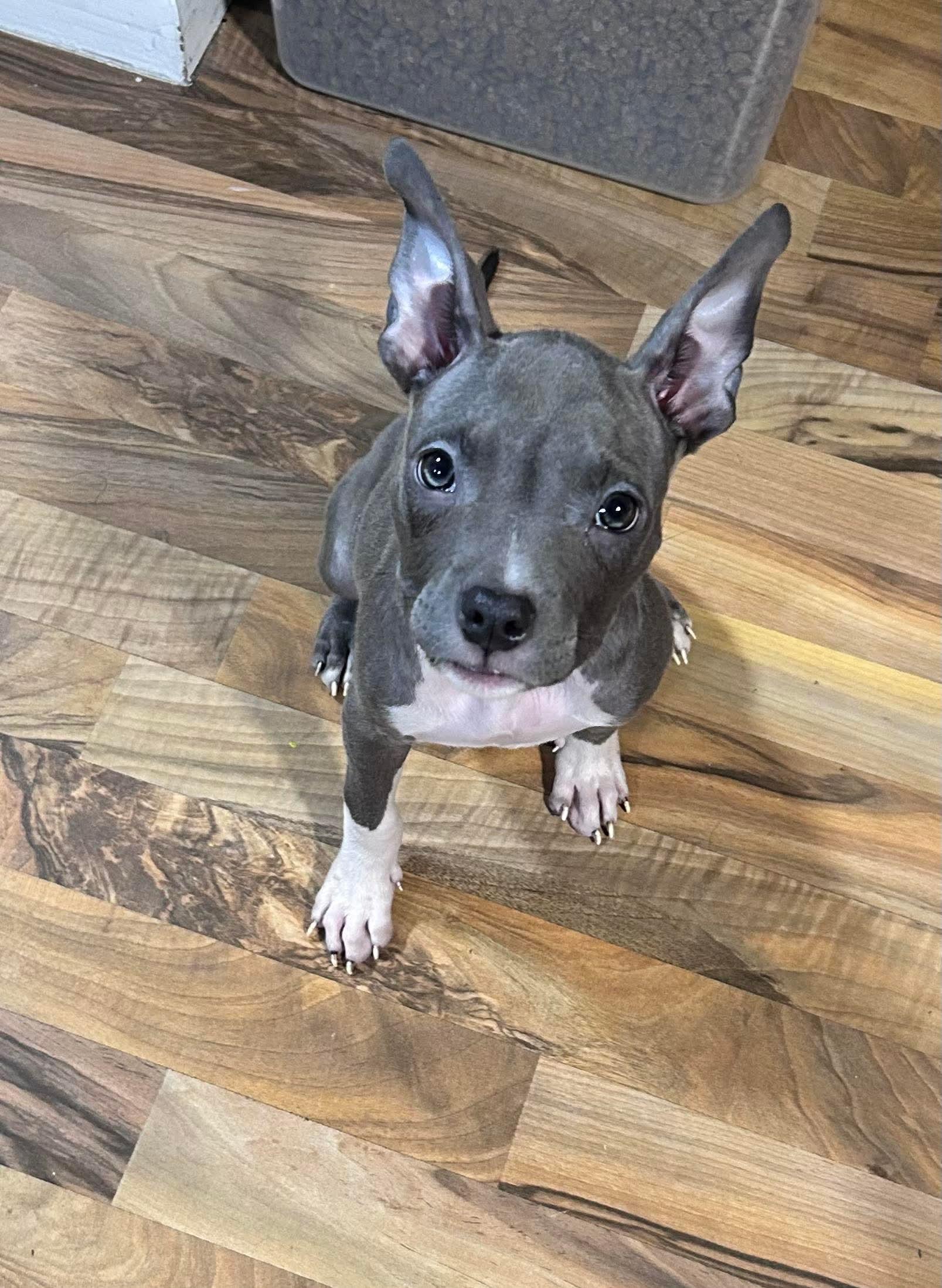 Enlarge Amora, a Adoptable Pit Bull Terrier in Minneapolis, MN image 3/5