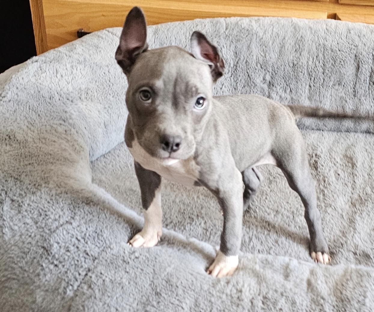 Enlarge Amora, a Adoptable Pit Bull Terrier in Minneapolis, MN image 5/5