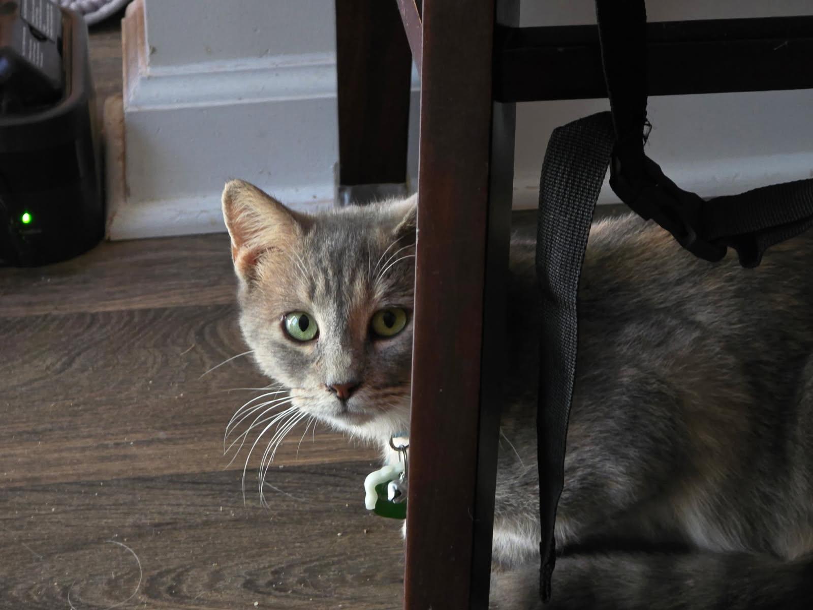 Blender Betty, Adoptable, Young Female Dilute Tortoiseshell & Tabby.