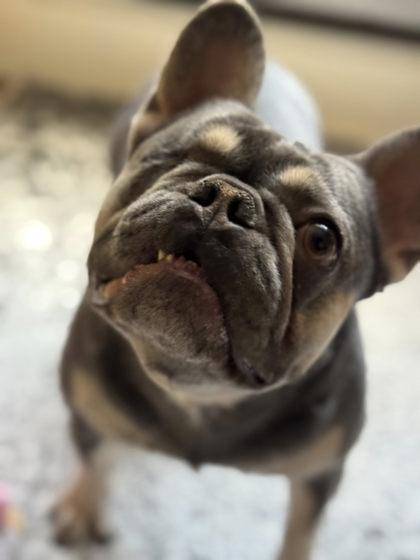 SONIC WIGGLESON, Adoptable, Adult Female French Bulldog.
