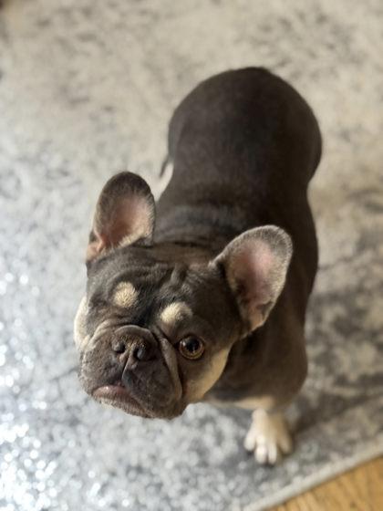 SONIC WIGGLESON, a Adoptable French Bulldog in Bonney Lake, WA image 2/2