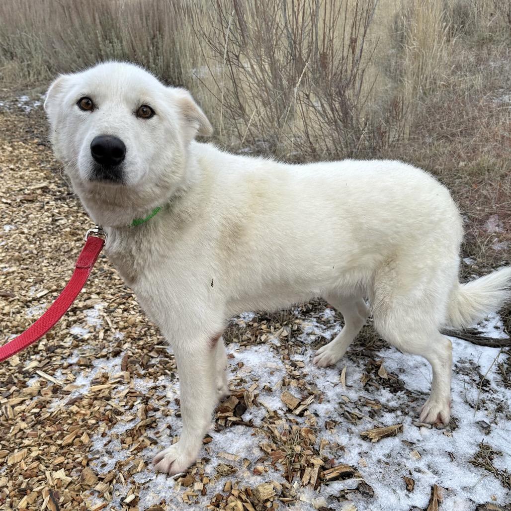 Aang, Adoptable, Adult Male Mixed Breed.