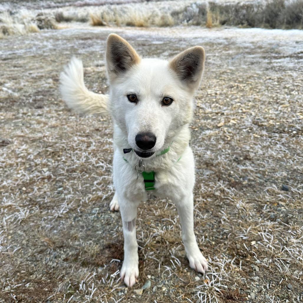 Aang, a Adoptable Mixed Breed in Hailey, ID image 2/6