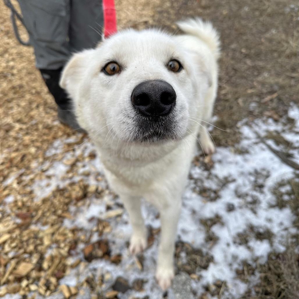 Aang, a Adoptable Mixed Breed in Hailey, ID image 4/6