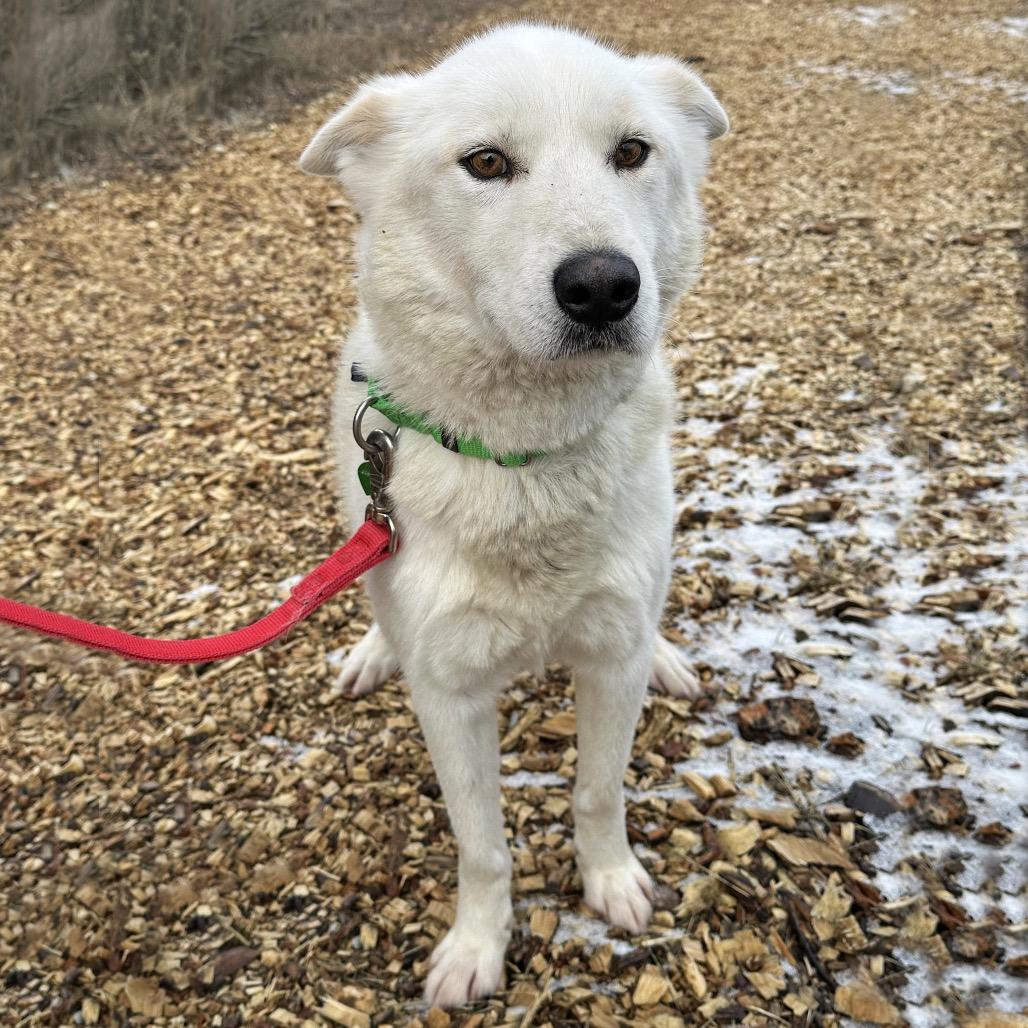Aang, a Adoptable Mixed Breed in Hailey, ID image 5/6