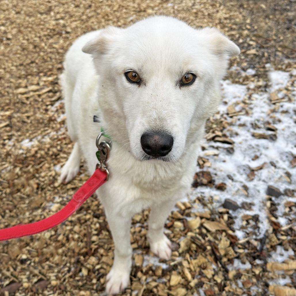 Aang, a Adoptable Mixed Breed in Hailey, ID image 6/6