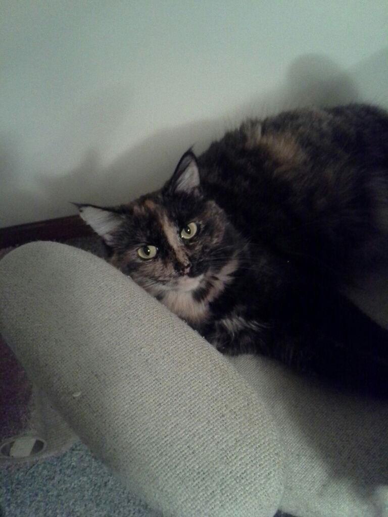 Georgie Girl, Adoptable, Senior Female Domestic Medium Hair & Tortoiseshell.