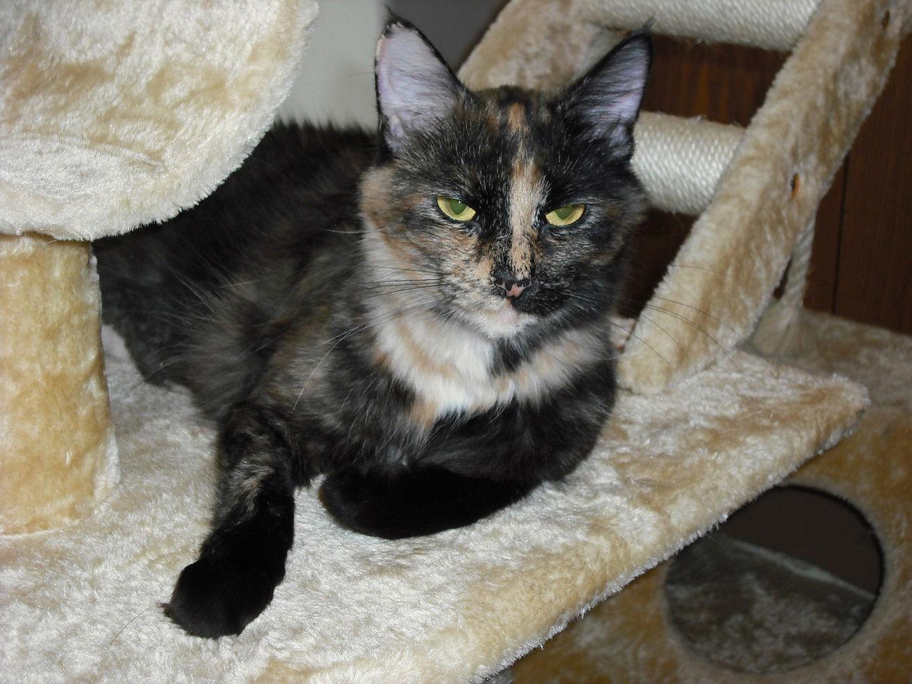 Enlarge Georgie Girl, a Adoptable mixed breed in Kohler, WI image 2/3