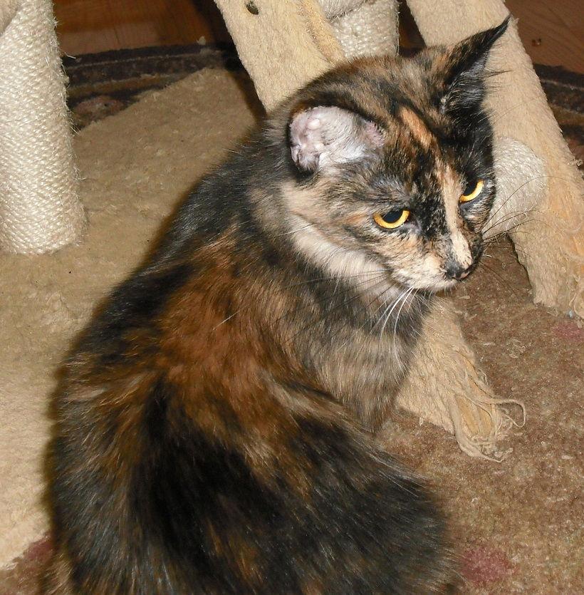 Enlarge Georgie Girl, a Adoptable mixed breed in Kohler, WI image 3/3