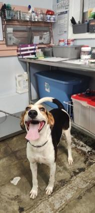 Enlarge Renee, a Adoptable Hound in Georgetown, SC image 1/1