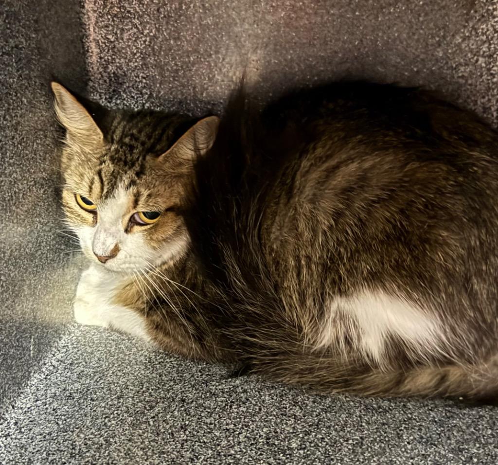 Enlarge Mew, a Adoptable mixed breed in Rockport, TX image 1/1