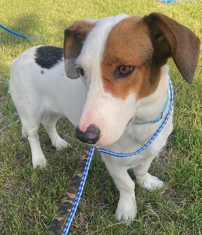 Enlarge Frankie - Courtesy Listing see info, a Adoptable mixed breed in Polson, MT image 2/6