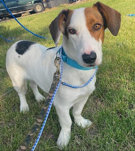 Frankie - Courtesy Listing see info, Adoptable, Young Female Basset Hound.