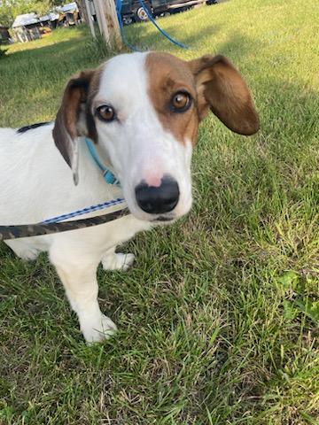 Enlarge Frankie - Courtesy Listing see info, a Adoptable mixed breed in Polson, MT image 3/6