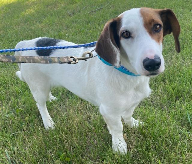 Enlarge Frankie - Courtesy Listing see info, a Adoptable mixed breed in Polson, MT image 4/6