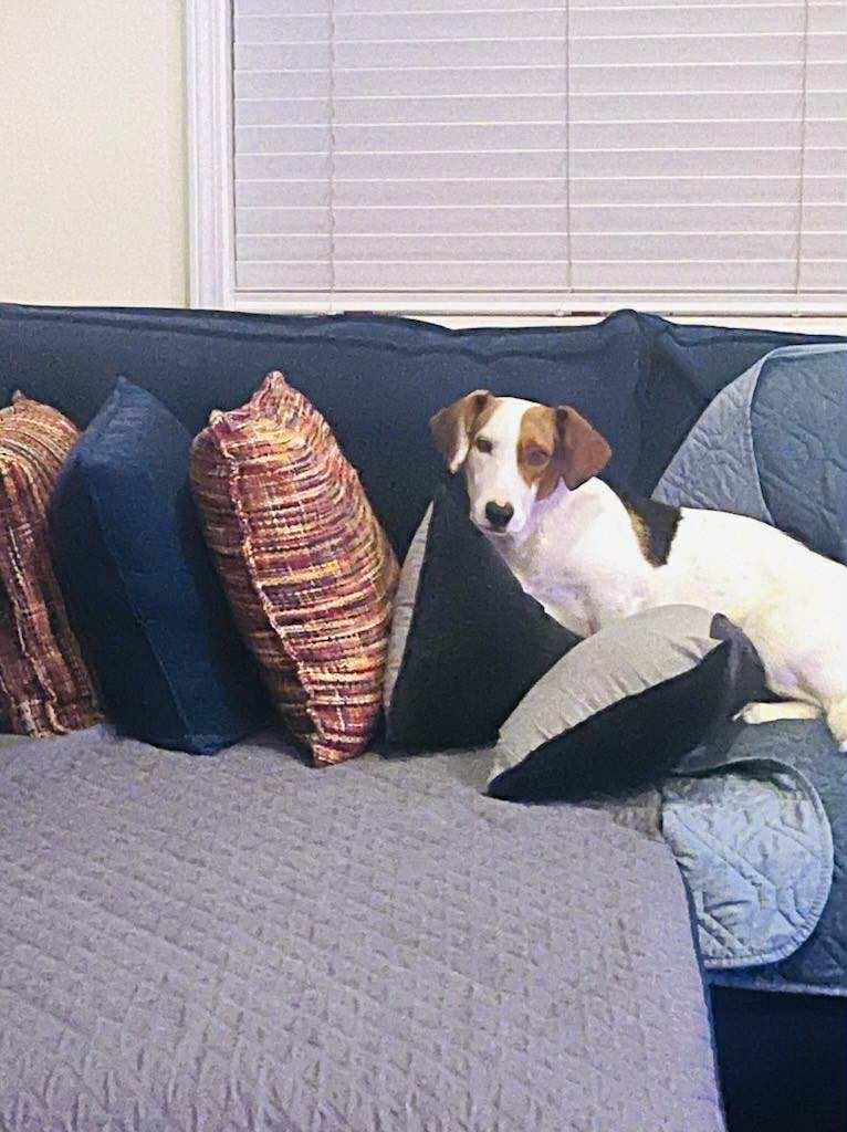 Enlarge Frankie - Courtesy Listing see info, a Adoptable mixed breed in Polson, MT image 5/6