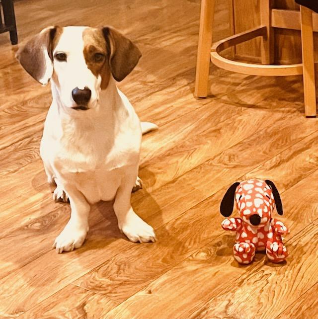 Enlarge Frankie, a Adoptable mixed breed in Polson, MT image 1/6