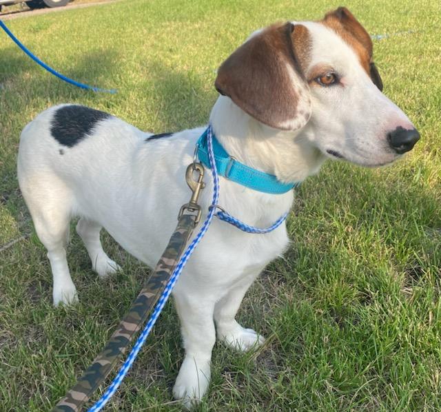 Enlarge Frankie - Courtesy Listing see info, a Adoptable mixed breed in Polson, MT image 6/6