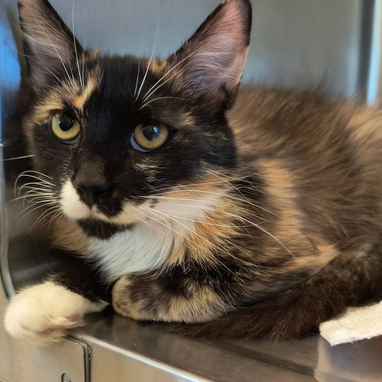 Enlarge Autumn, a ADOPTABLE mixed breed in Weaverville, CA image 1/2