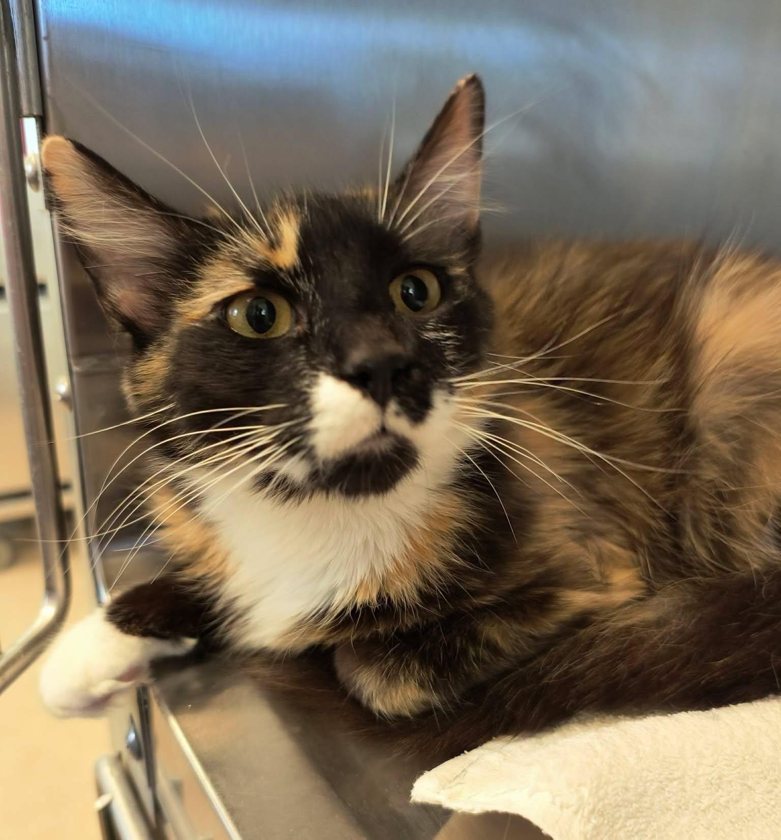 Enlarge Autumn, a ADOPTABLE mixed breed in Weaverville, CA image 2/2