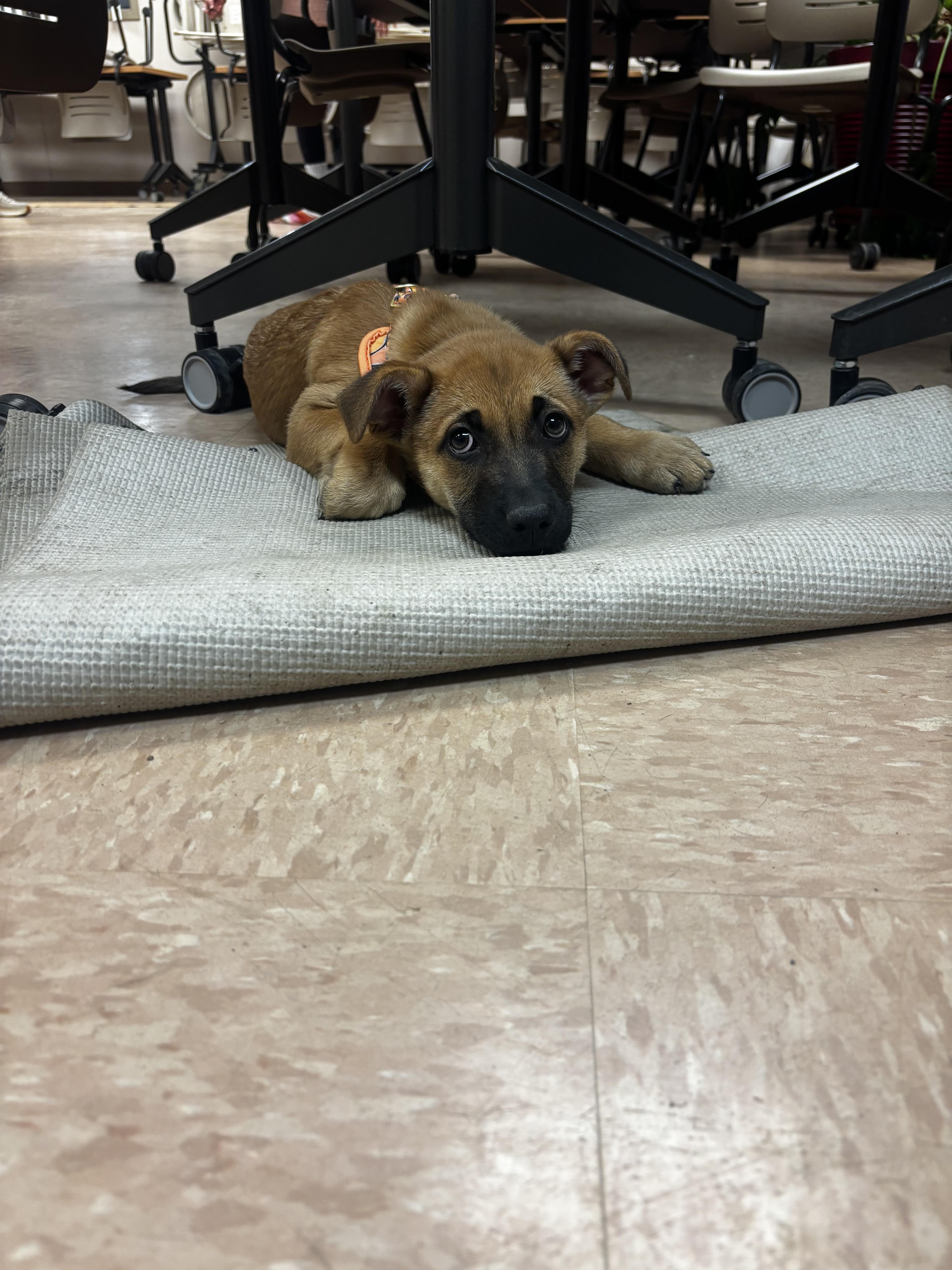 Macchiato thumbnail 3