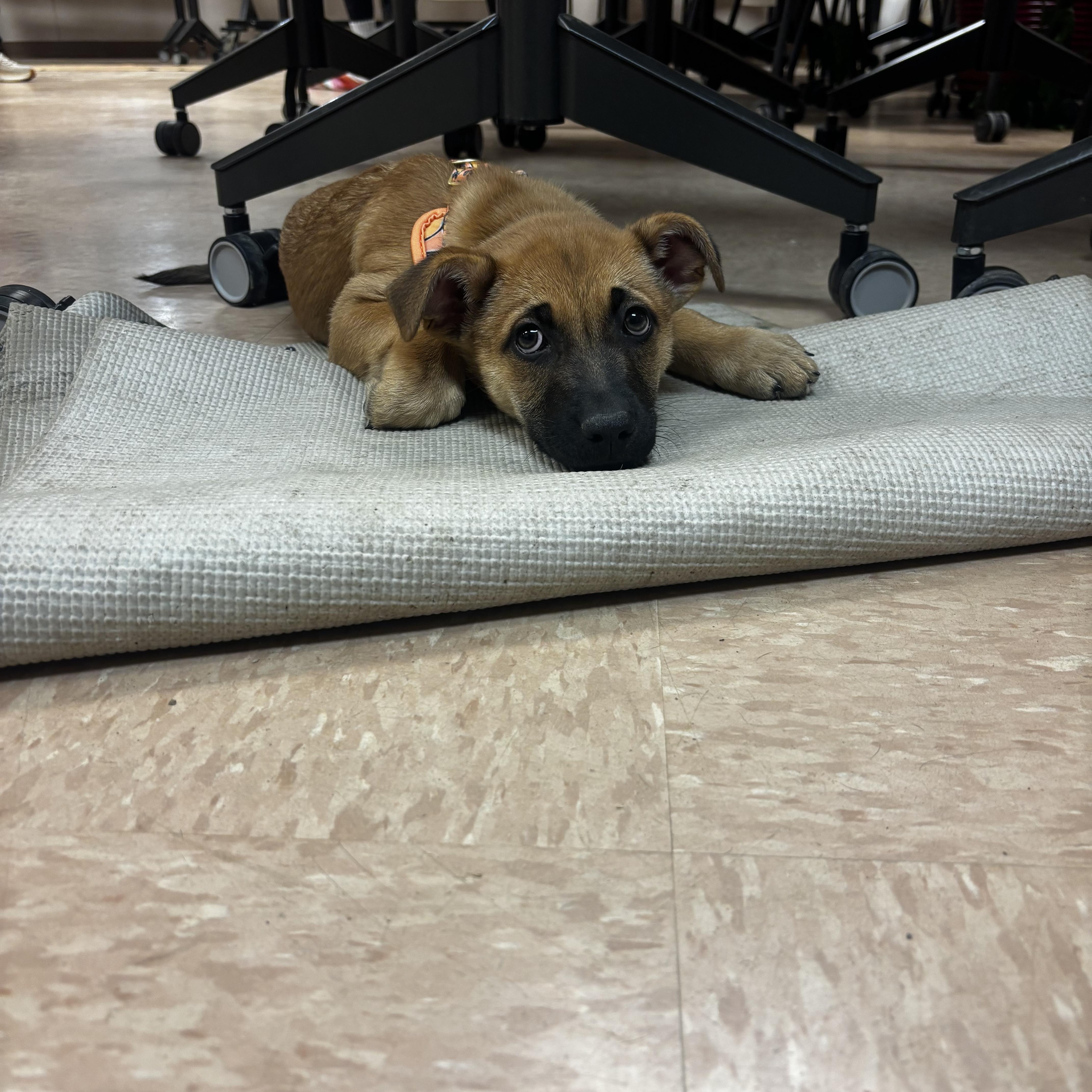 Enlarge Macchiato, a Adoptable mixed breed in Powell, OH image 1/4