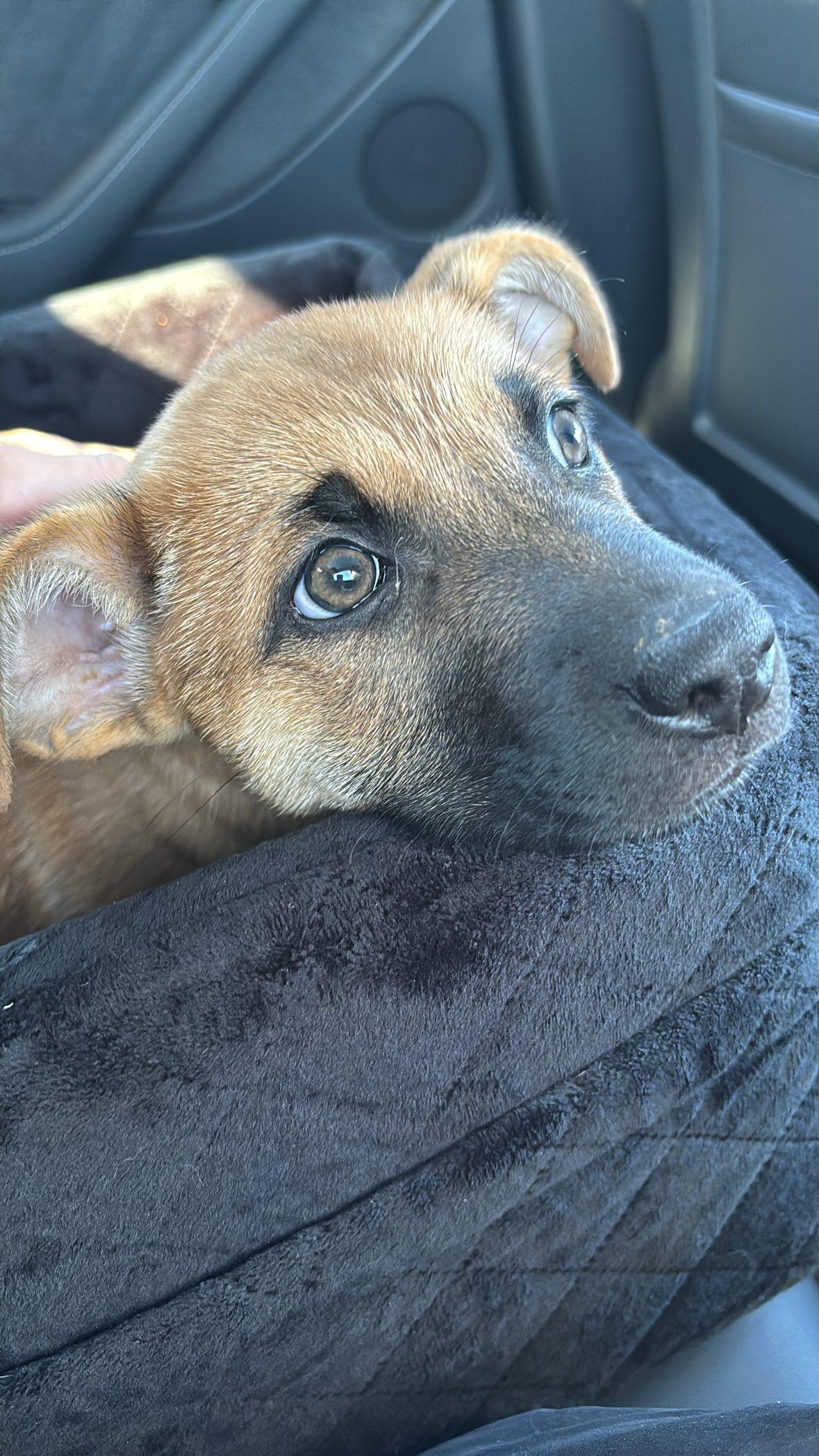 Enlarge Macchiato, a Adoptable mixed breed in Powell, OH image 2/4