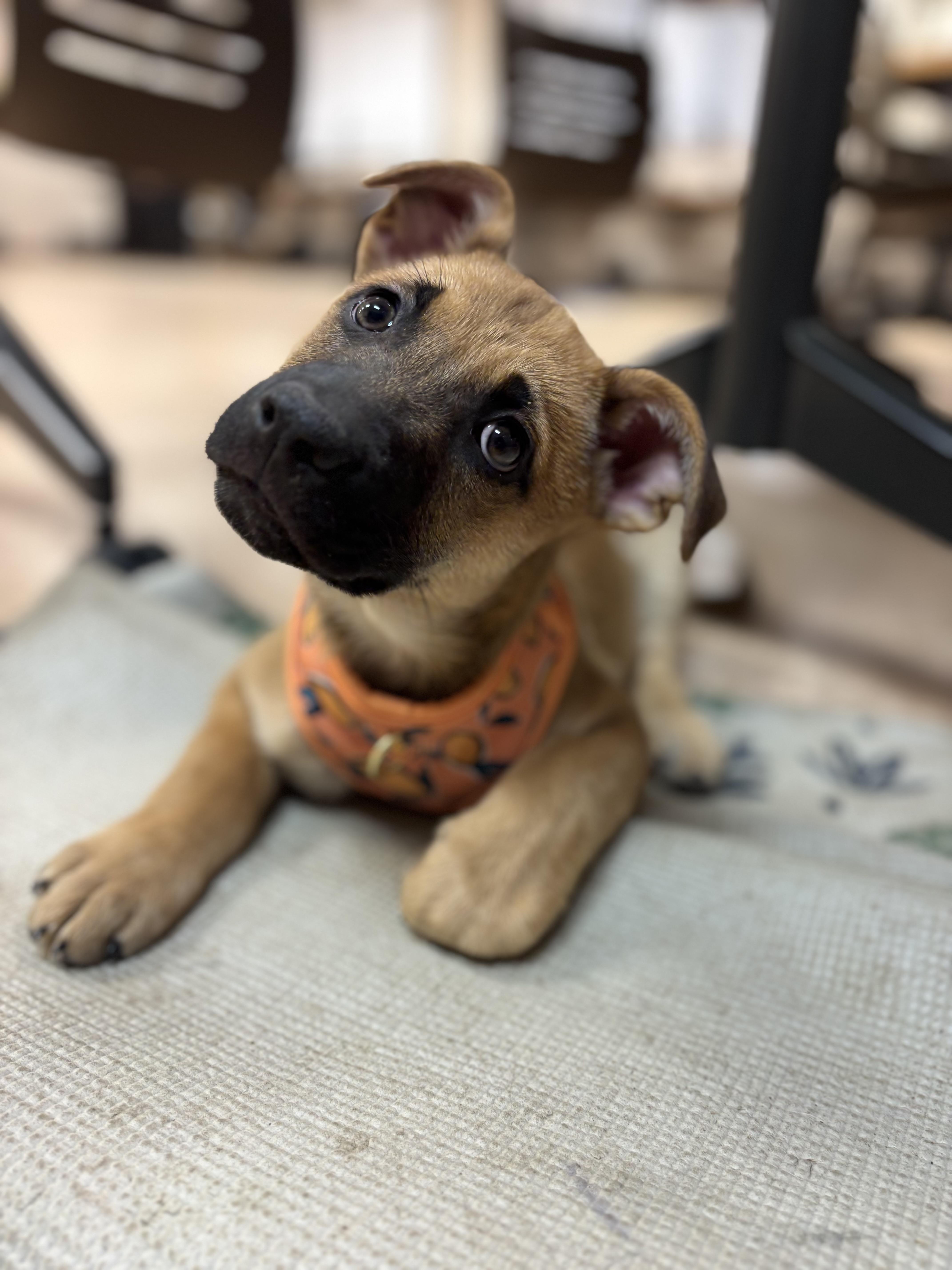 Enlarge Macchiato, a Adoptable mixed breed in Powell, OH image 3/4