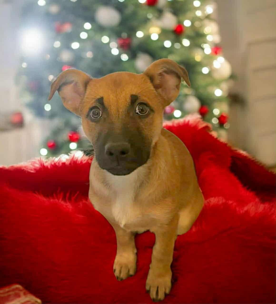 Enlarge Macchiato, a Adoptable mixed breed in Powell, OH image 4/4