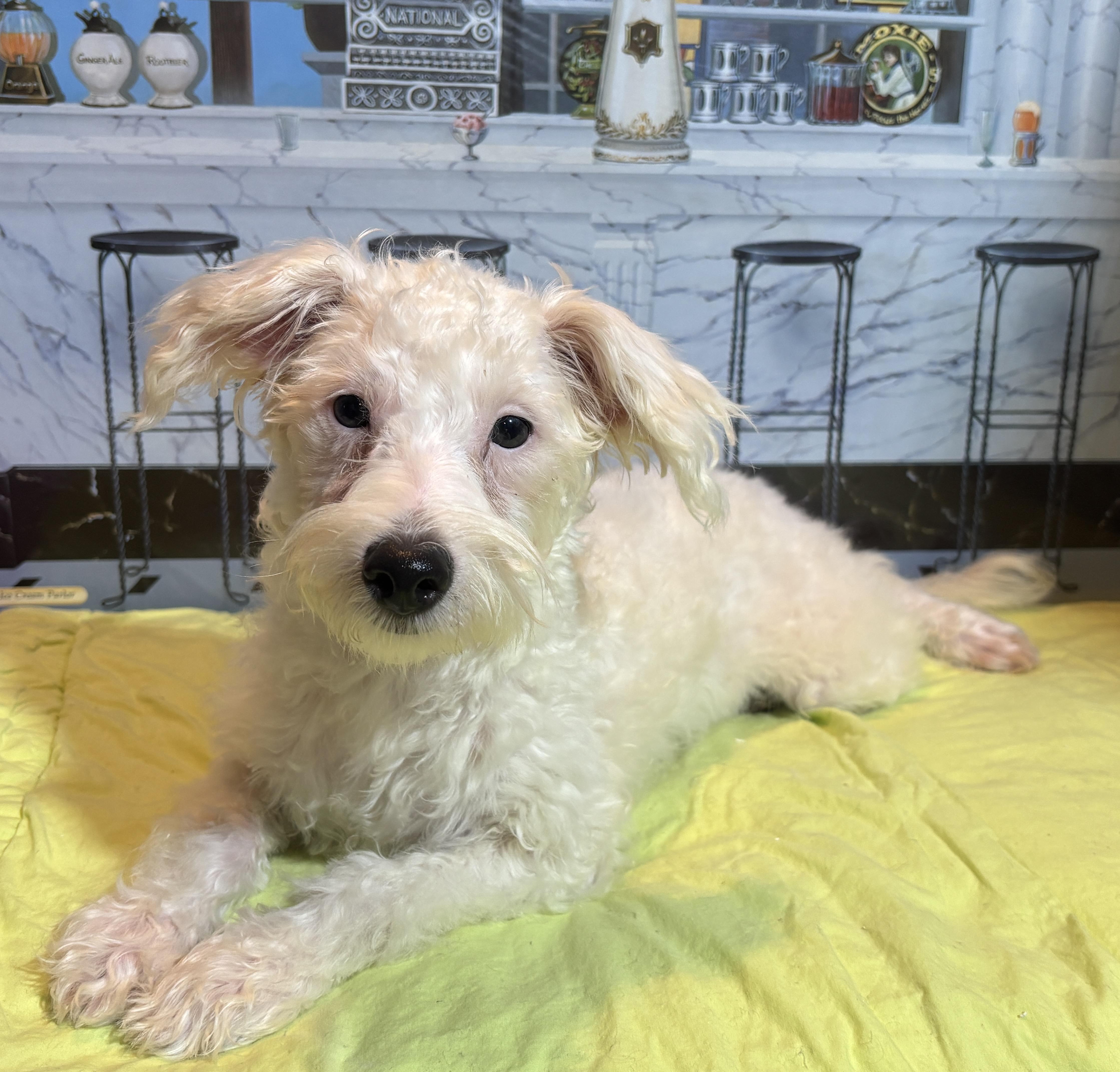 Enlarge Olaf, an adopted Schnoodle in West Valley, UT image 1/4