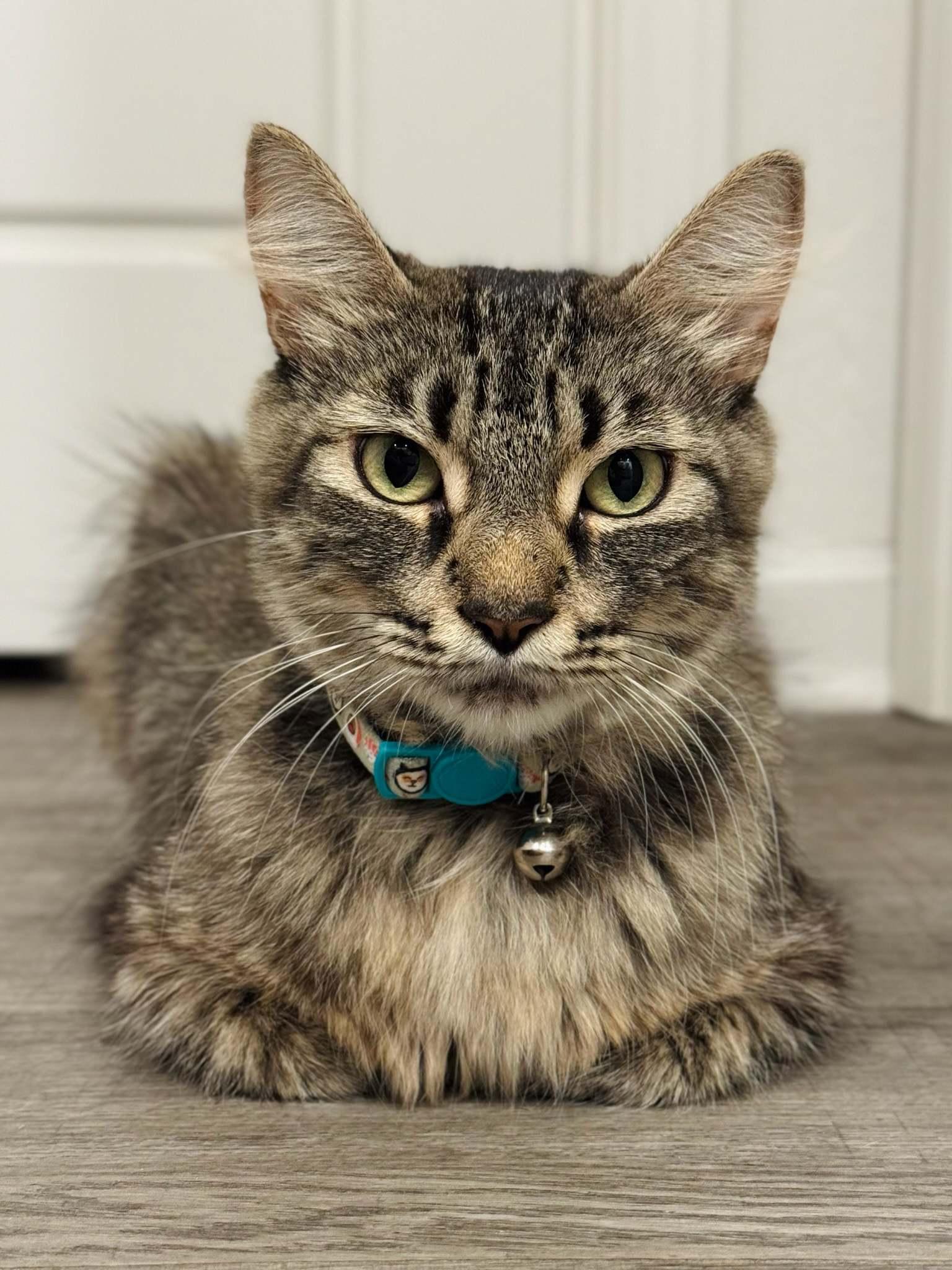 Yuna, Adoptable, Adult Female Domestic Medium Hair.