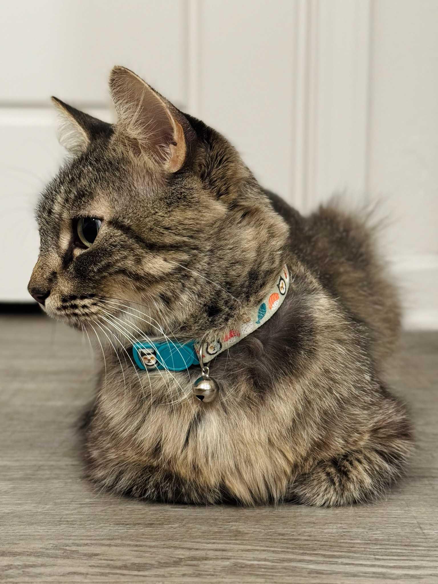 Yuna, a Adoptable Domestic Medium Hair in Ocean Springs, MS image 3/5