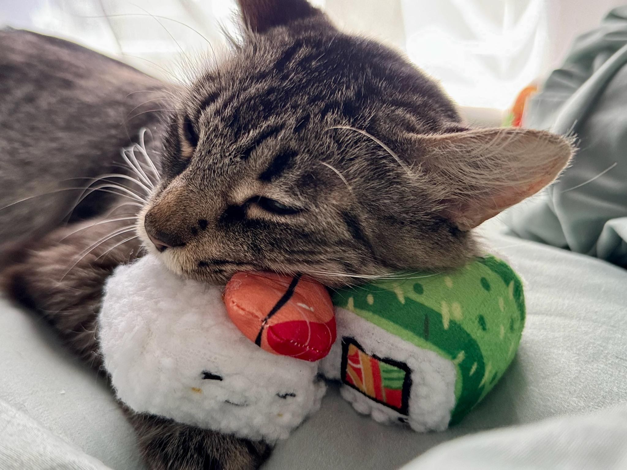 Yuna, a Adoptable Domestic Medium Hair in Ocean Springs, MS image 5/5