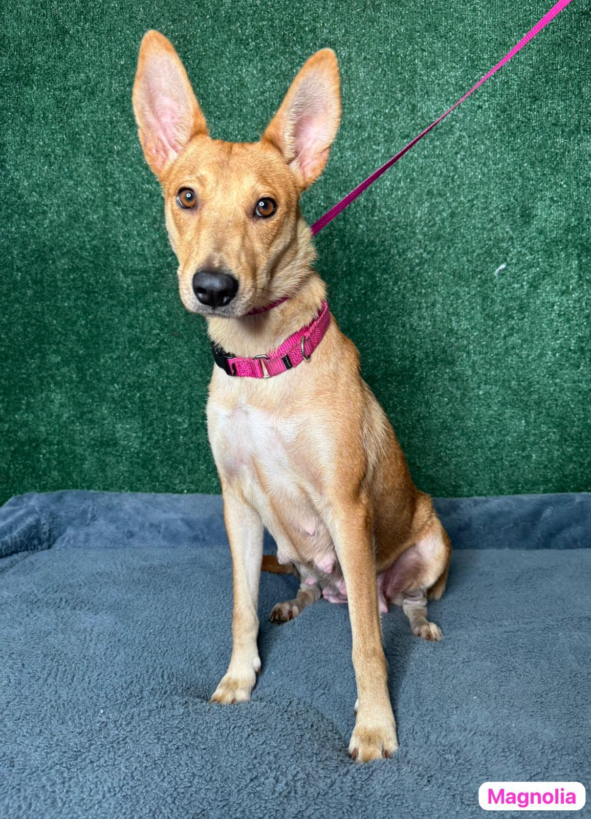 Magnolia, a Adoptable mixed breed in West Nyack, NY image 1/6