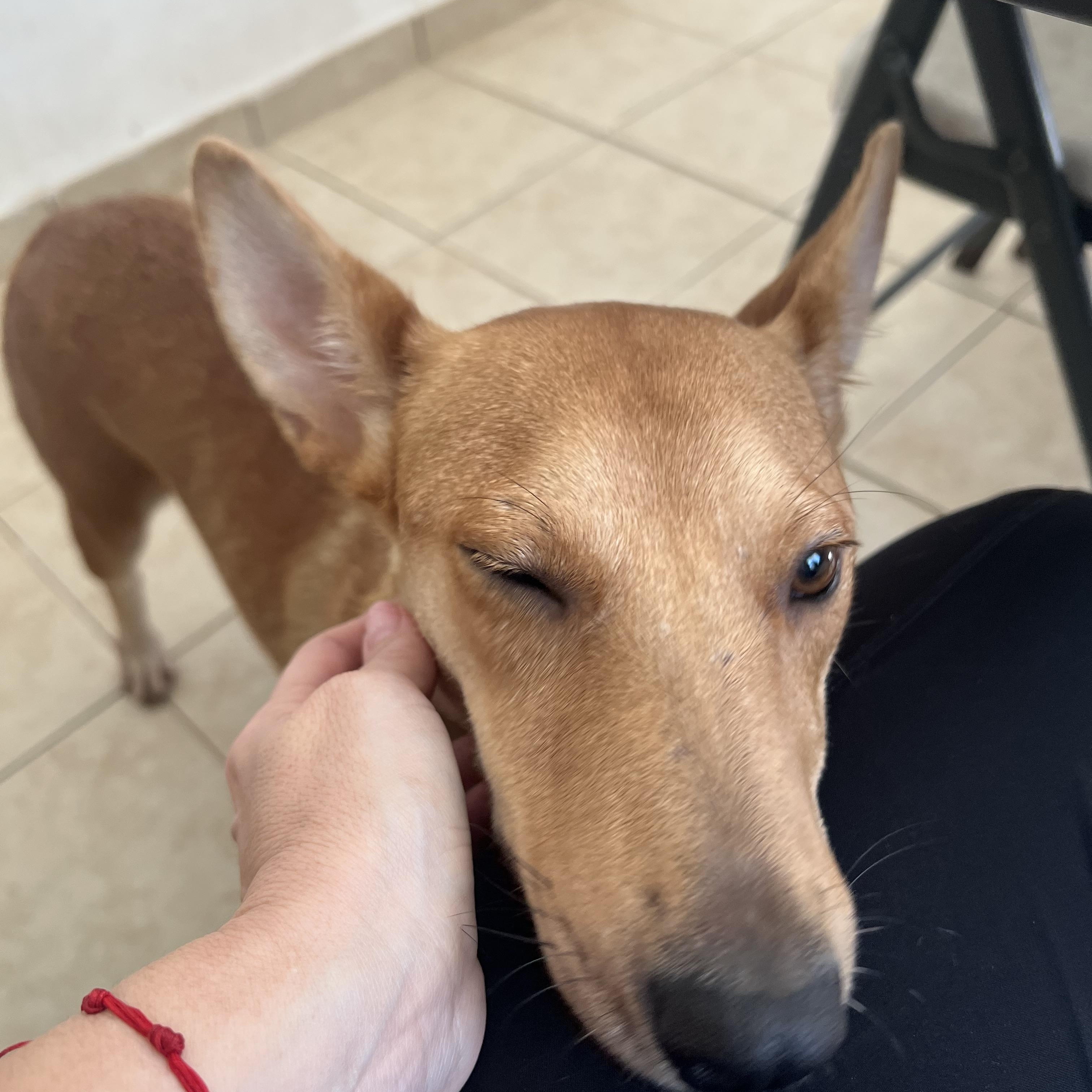 Magnolia, a Adoptable mixed breed in West Nyack, NY image 2/6