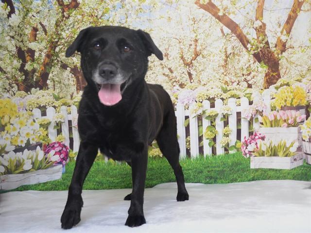 SASHA, Adoptable, Adult Female Labrador Retriever & Mixed Breed.