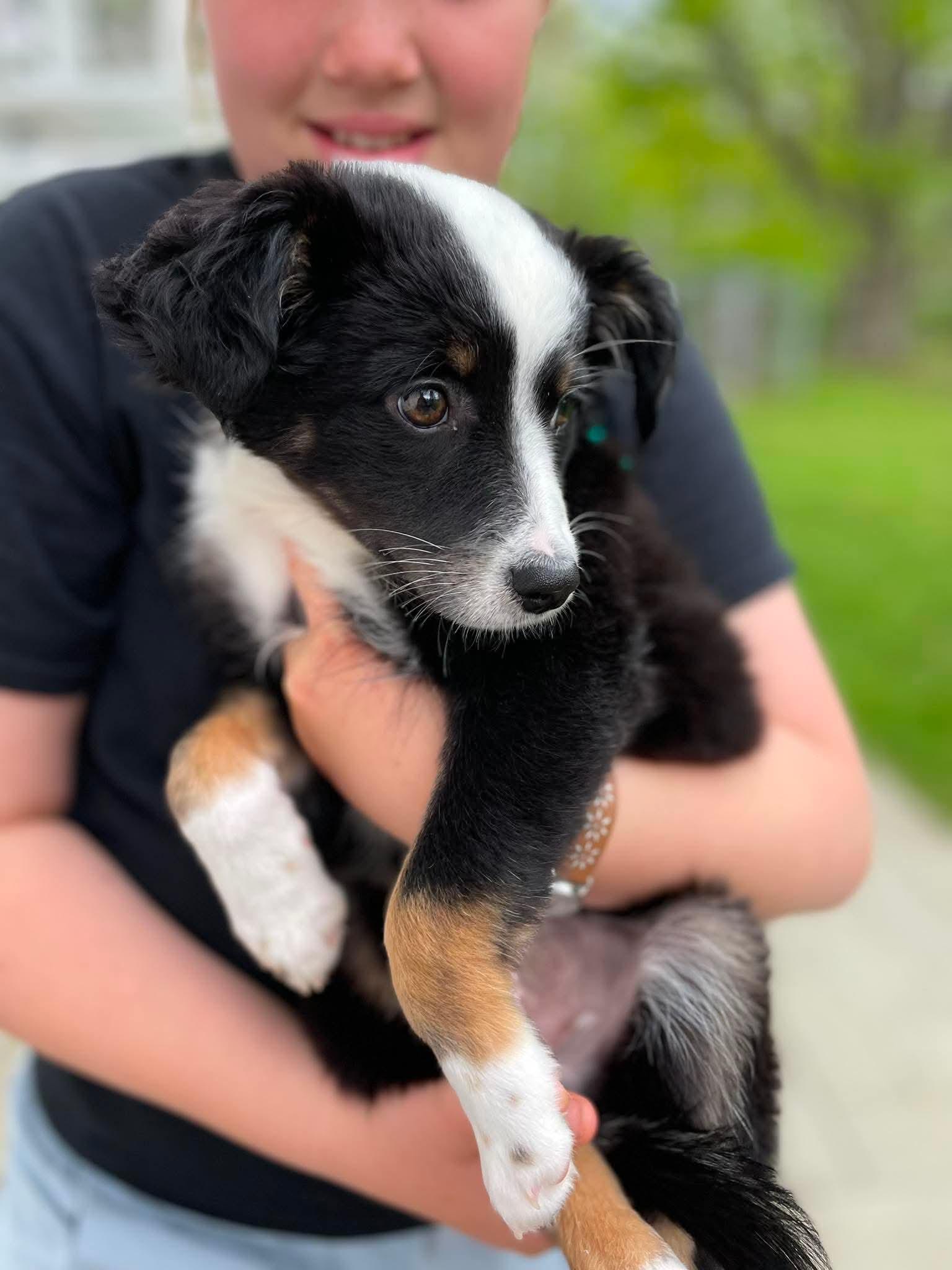 Jill, an adopted mixed breed in Berwick, ME image 6/6