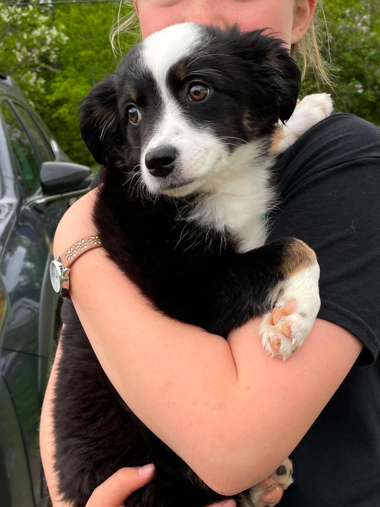 Jill, adopted, Puppy Female Border Collie.