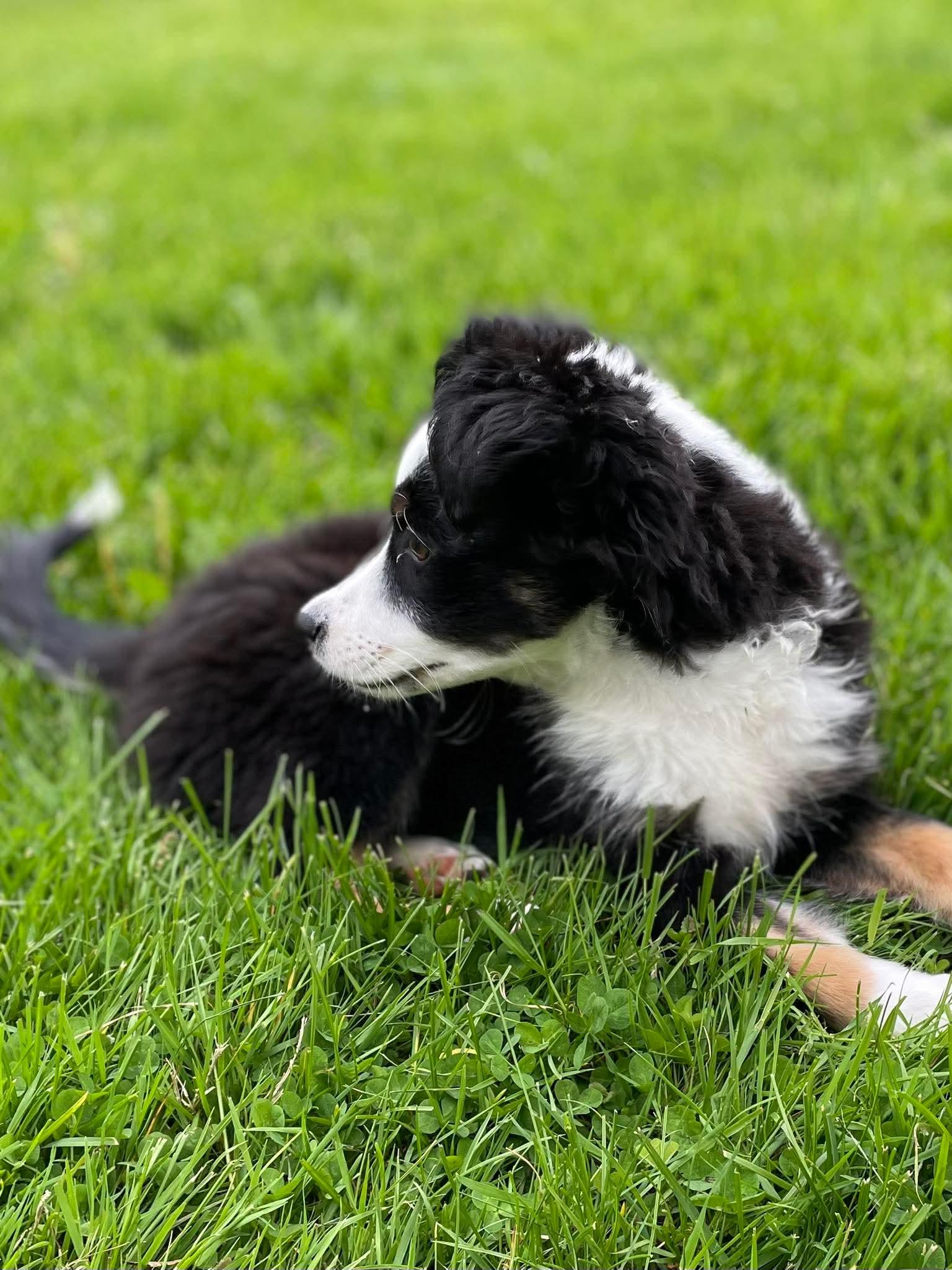Jill, an adopted mixed breed in Berwick, ME image 2/6