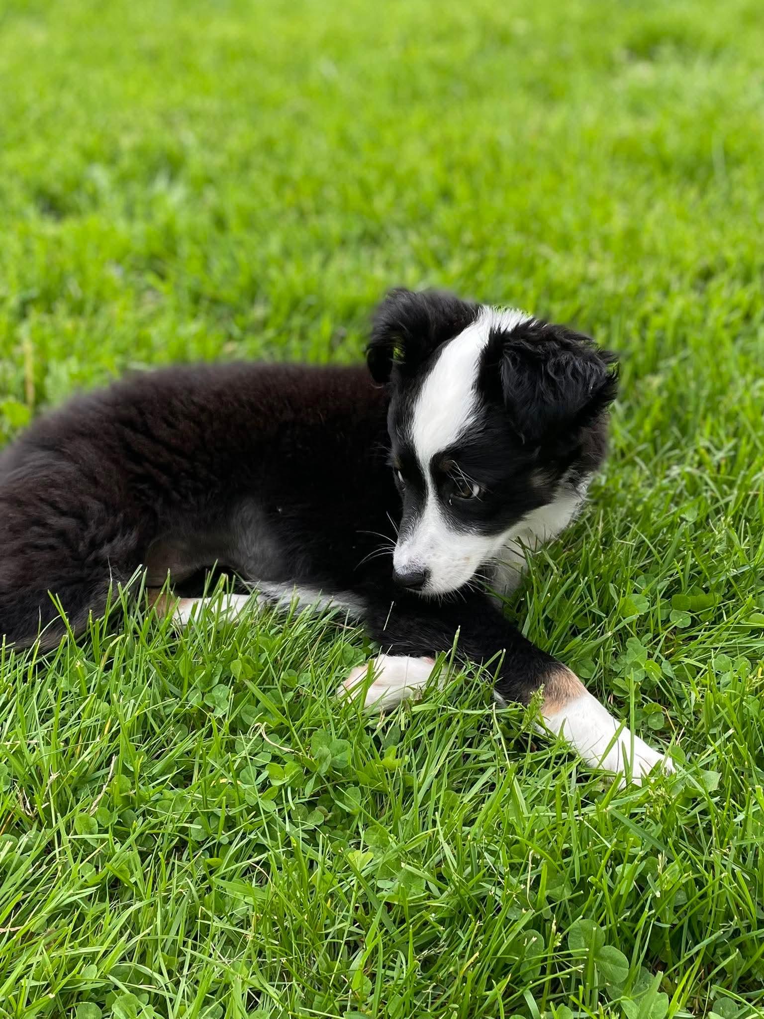 Jill, an adopted mixed breed in Berwick, ME image 5/6