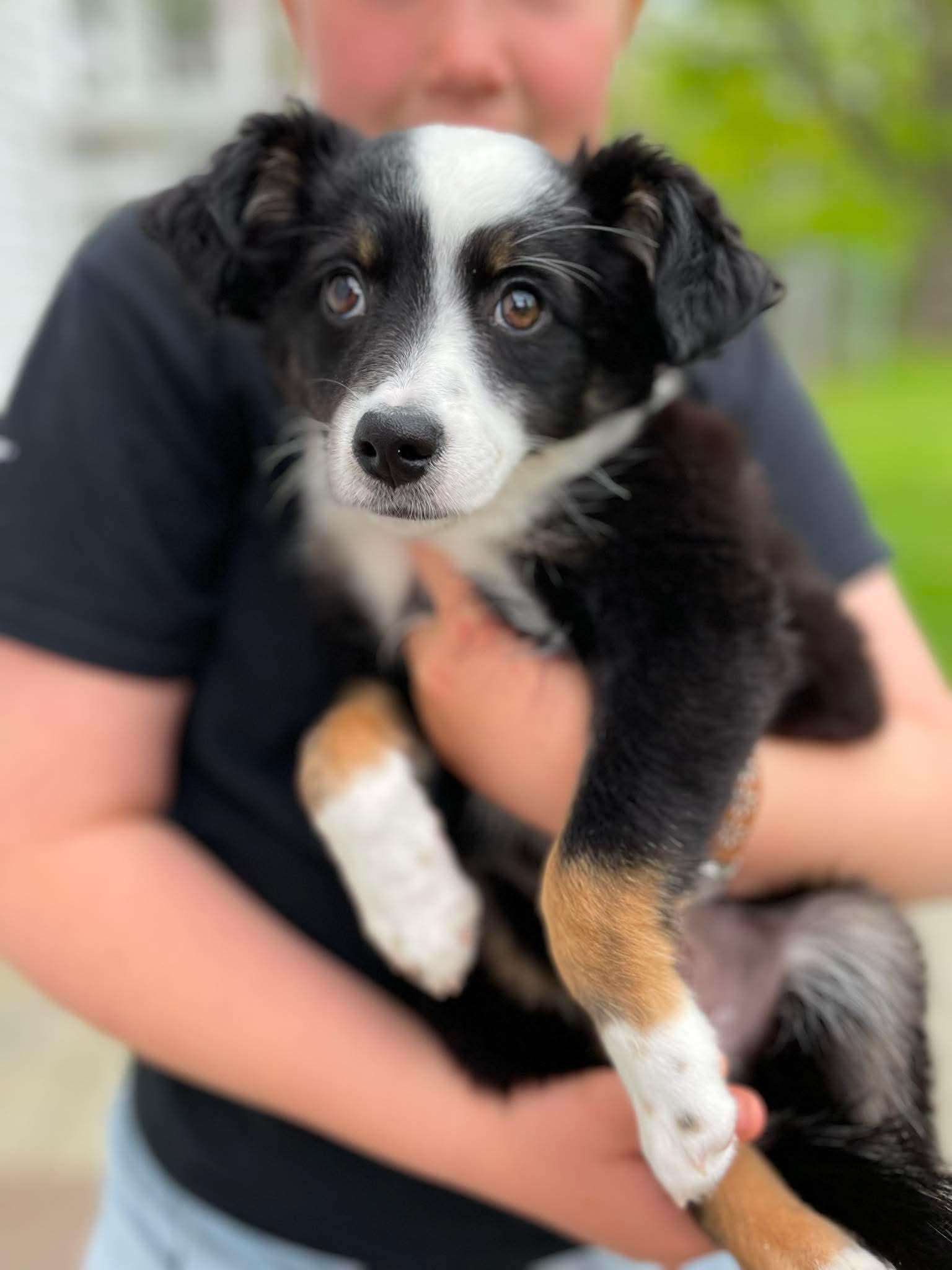 Jill, an adopted mixed breed in Berwick, ME image 4/6