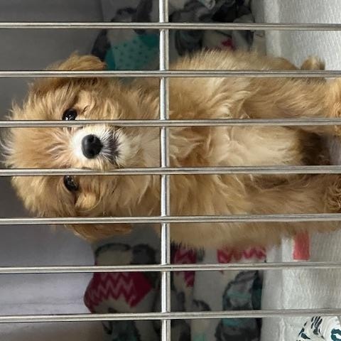 Felicia, ADOPTABLE, Puppy Female Poodle.