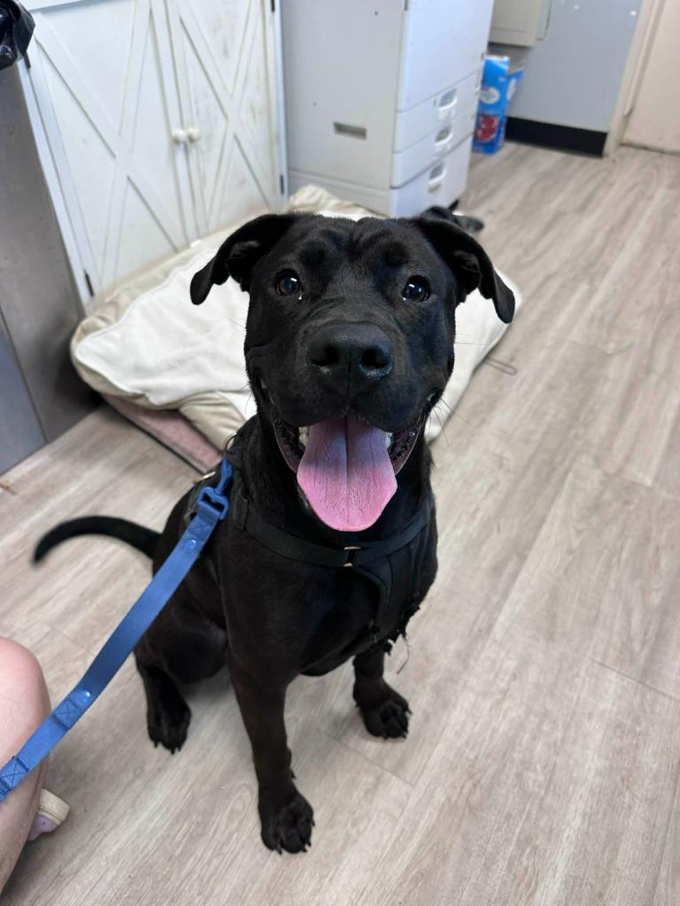 Bo, Adoptable, Puppy Male German Shepherd Dog & Pit Bull Terrier.