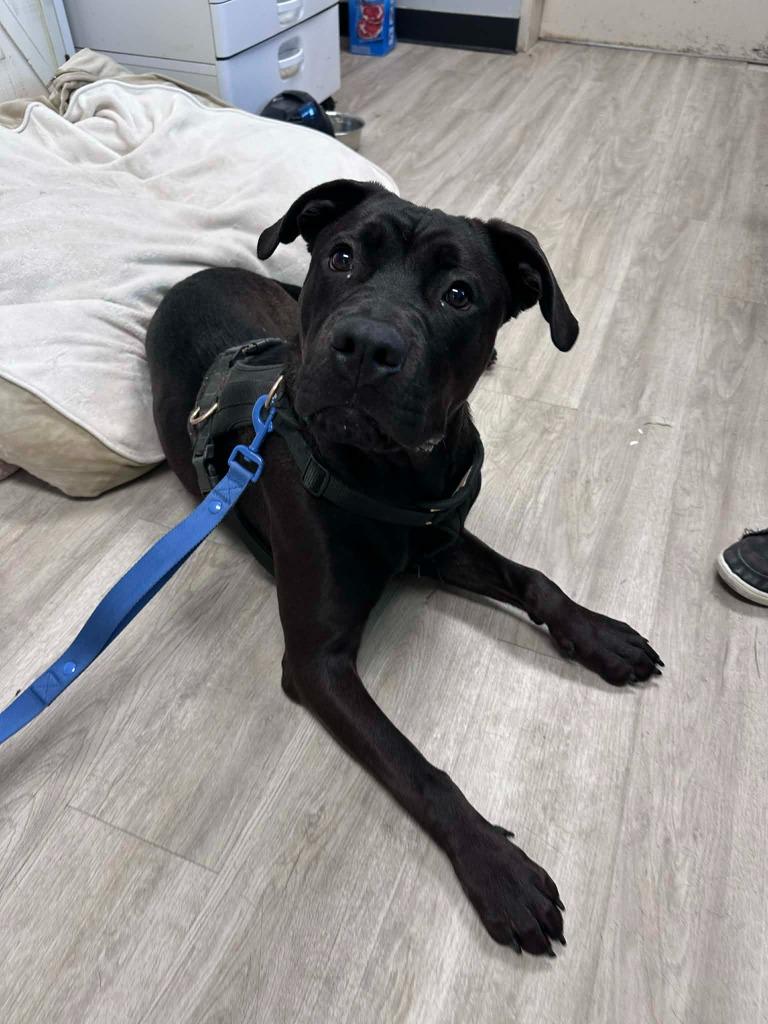 Enlarge Bo, a Adoptable mixed breed in Marion, OH image 2/3