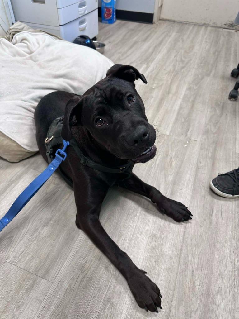 Enlarge Bo, a Adoptable mixed breed in Marion, OH image 3/3