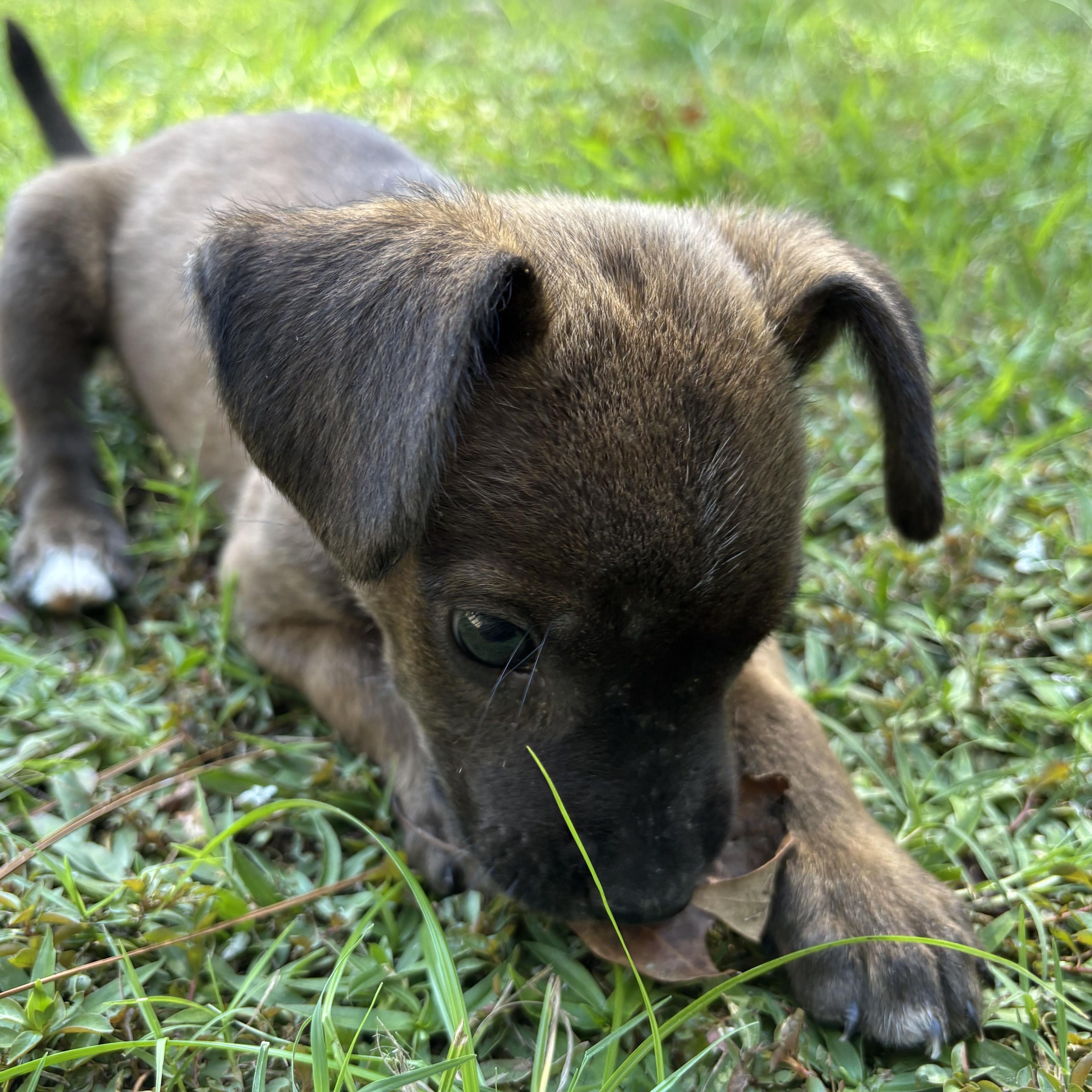 Milo