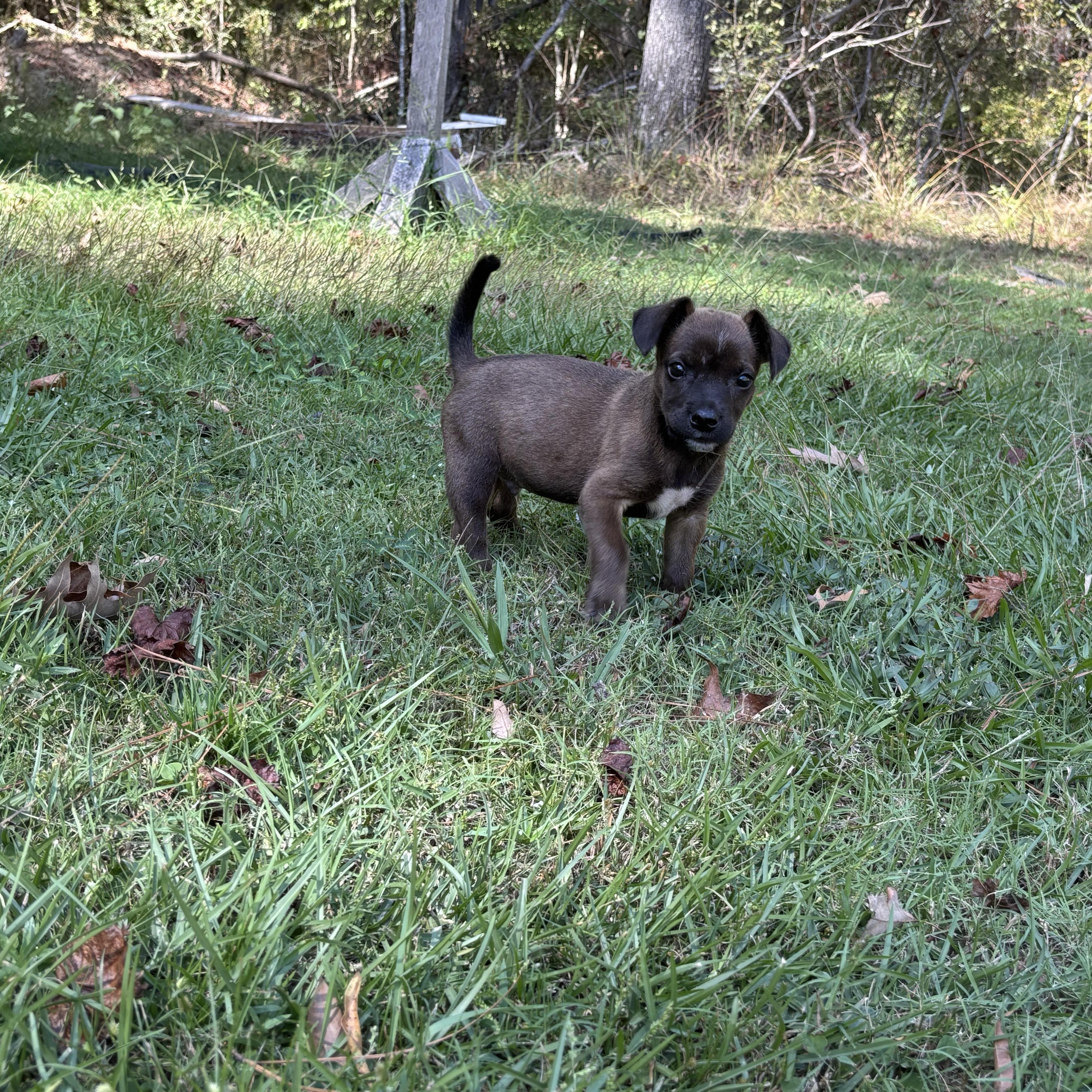 Milo