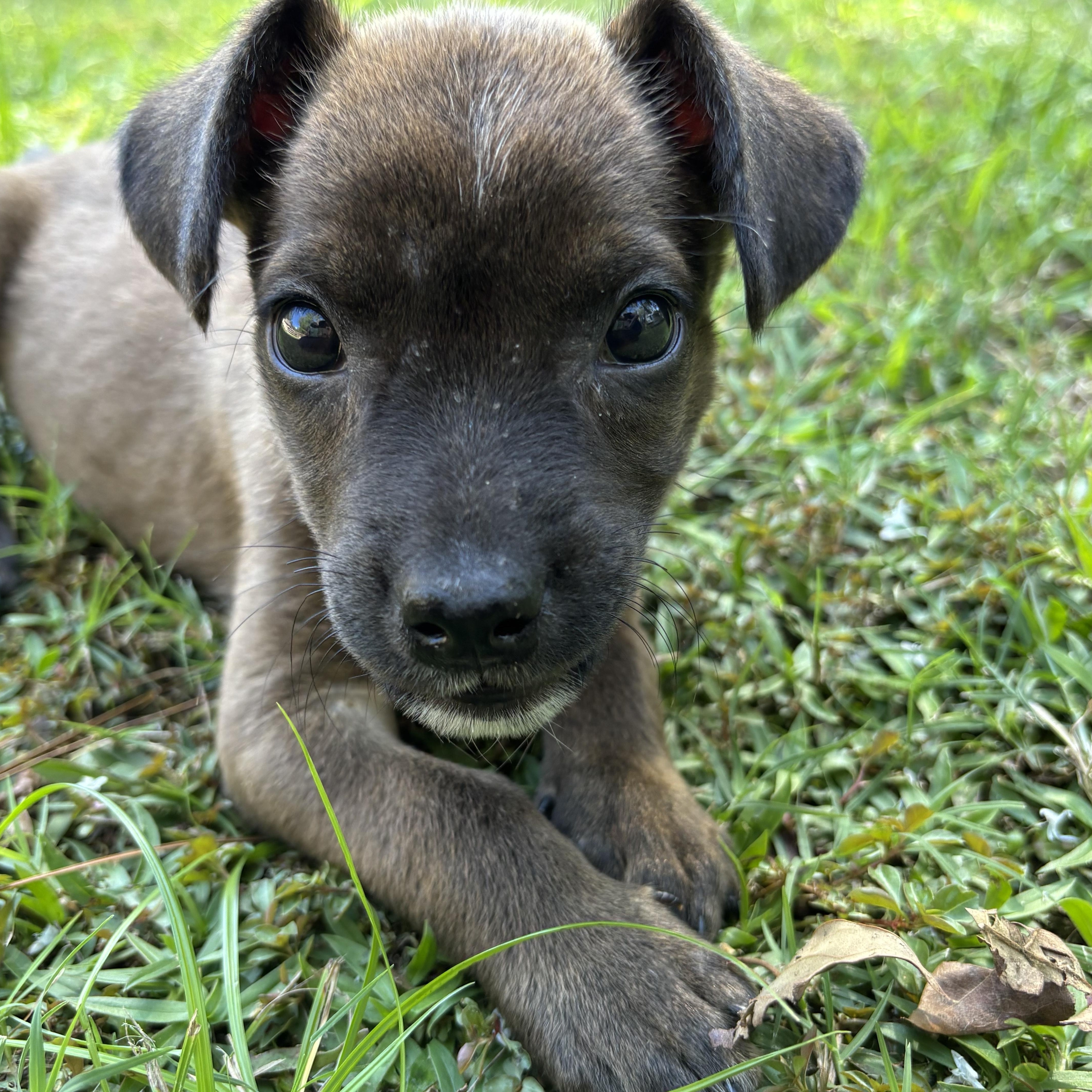 Milo